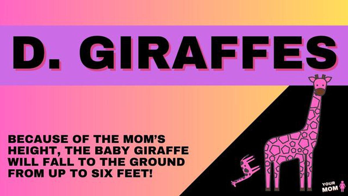 Your Mom - The Truth About Mothers! image number 3